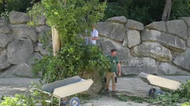 Austria: Elephants Delight In Heartwarming Green Gift For World Elephant Day At Vienna Zoo