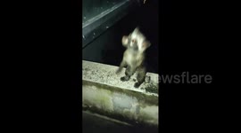 Unexpected Visitor: Saved a Young Civet Cat Stranded on My Balcony...