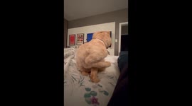 Cat Comes Back From the Groomer With Chubby Cheeks