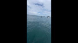 Passing boat saves four anglers thrown into sea from collision