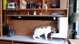 China: Chinese pet owners splurge on high-tech gadgets