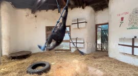 Illegally trafficked young gorilla to return to Nigeria under protection agreement