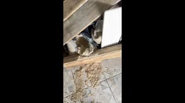 Dog and cat caught in soil mess in São Bernardo do Campo, Brazil