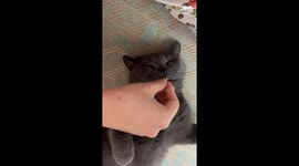 Sleeping British Shorthair cat eats food without waking in Anhui, China
