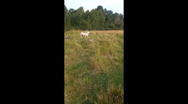 Happy jumping lamb