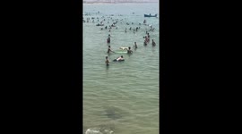 Dog surfs wave to shore in Taghazout, Morocco