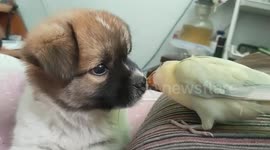 Dog plays with pet bird before falling off bed in China