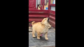 Puppy playfully barks and nibbles in China