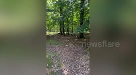 Wallaby pair spotted roaming - in English countryside