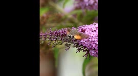 Slow Motion Hawk Moth Feeds on Flower