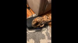 Bengal Cat's Full-Body Jiggle Therapy