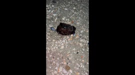 Strange Creature From the Sea