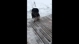 Teddy the Snowball Dog: Winter Fun Turns Hilariously Frosty!