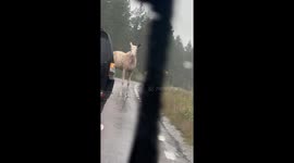 Rare Sighting of Leucistic Moose Cow and Piebald Calf