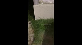 Ant Granted Warp Speed Reaches Anthill Faster