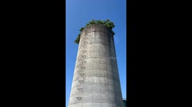 Tree grows tall despite being encased by silo in Kentucky