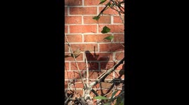 Cardinal vs Orb Weaver