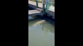 Manatee Hydration Station