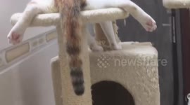 Cat lounges with splayed legs on cat tower in Guangxi, China