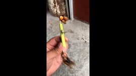 Beetles turn stick into spinning toy in Sichuan, China