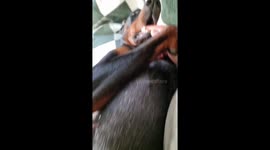 Doberman Stopped Working