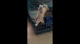 Adorable Kitten in a Cage