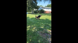 Dogs Get Stuck on Spin Cycle