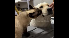 Siamese cat licks Labrador in Shanghai, China