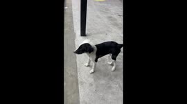 Stray dog with unique markings wags tail excitedly in Pampanga, Philippines