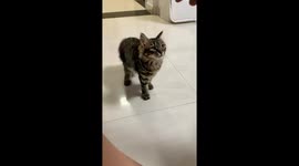 Trained cat performs handshake and playful “pretend shot” trick in Hunan, China
