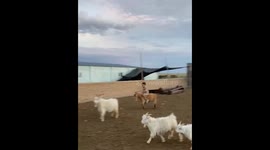 Child rides goat following herd in Inner Mongolia, China