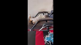 Sleepy pet cat naps on hairdresser's chair