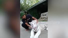 White tiger cub's tooth falls out at zoo