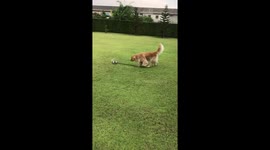 Energetic puppy pulls big dog on its leash