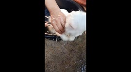 White cat loves being washed in tub with cold water