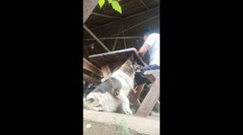 Pet dog calmly begs for food from owner at table