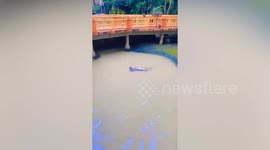 Hippopotamus is seriously happy floating in muddy water