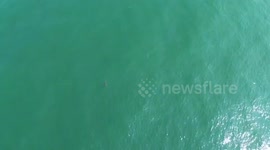 Massive Great White Shark Filmed Near Scarborough Beaches