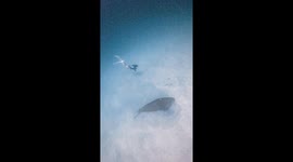Free diver has stunning encounter with dugong on the sea bed