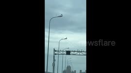 Motorist captures eerie scene as flock of birds perch upon hundreds of lampposts