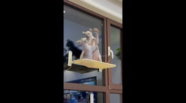 Two Sphynx Cat Battle for Territory