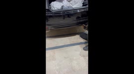 Heroic girl rescues a monitor lizard from the bumper of a car
