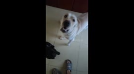 Fearless Puppy Defends Its Owner