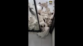 Adorable Minuet cats play and run around in Jiangxi, China