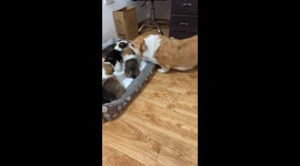 Puppies gather in corner as mother dog scolds in Hubei, China