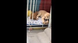 Two dogs scuffle over a bone in Sichuan, China