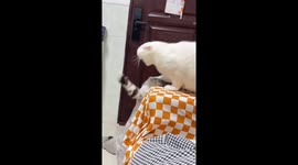 Two cats playfully swat at each other in Guangdong, China