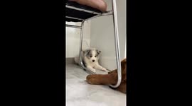 Playful puppy gets slapped by big dog in Jiangsu, China