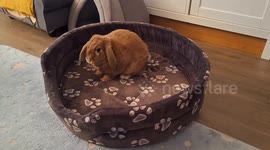 Bunny's adventurous bedtime fun - watch the joyful jumping of dwarf bunny Amálka