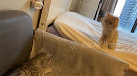 Cats play hide-and-seek in Zhejiang, China
